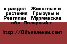  в раздел : Животные и растения » Грызуны и Рептилии . Мурманская обл.,Полярный г.